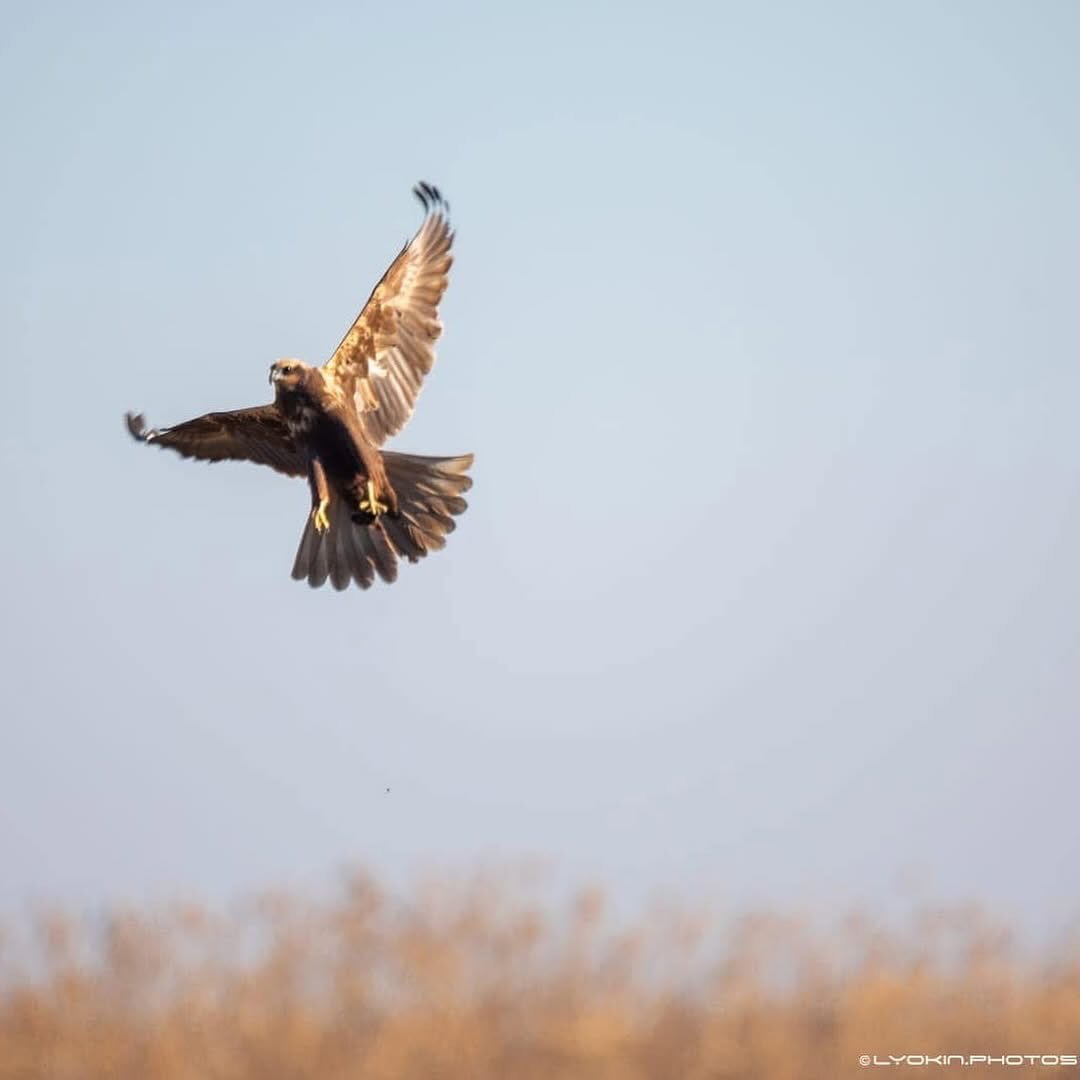 Şirvan Milli Parkından maraqlı görüntülər (FOTO)